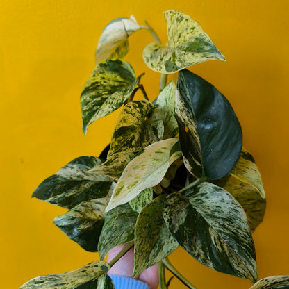 Pothos 'Snow Leopard' - Medium