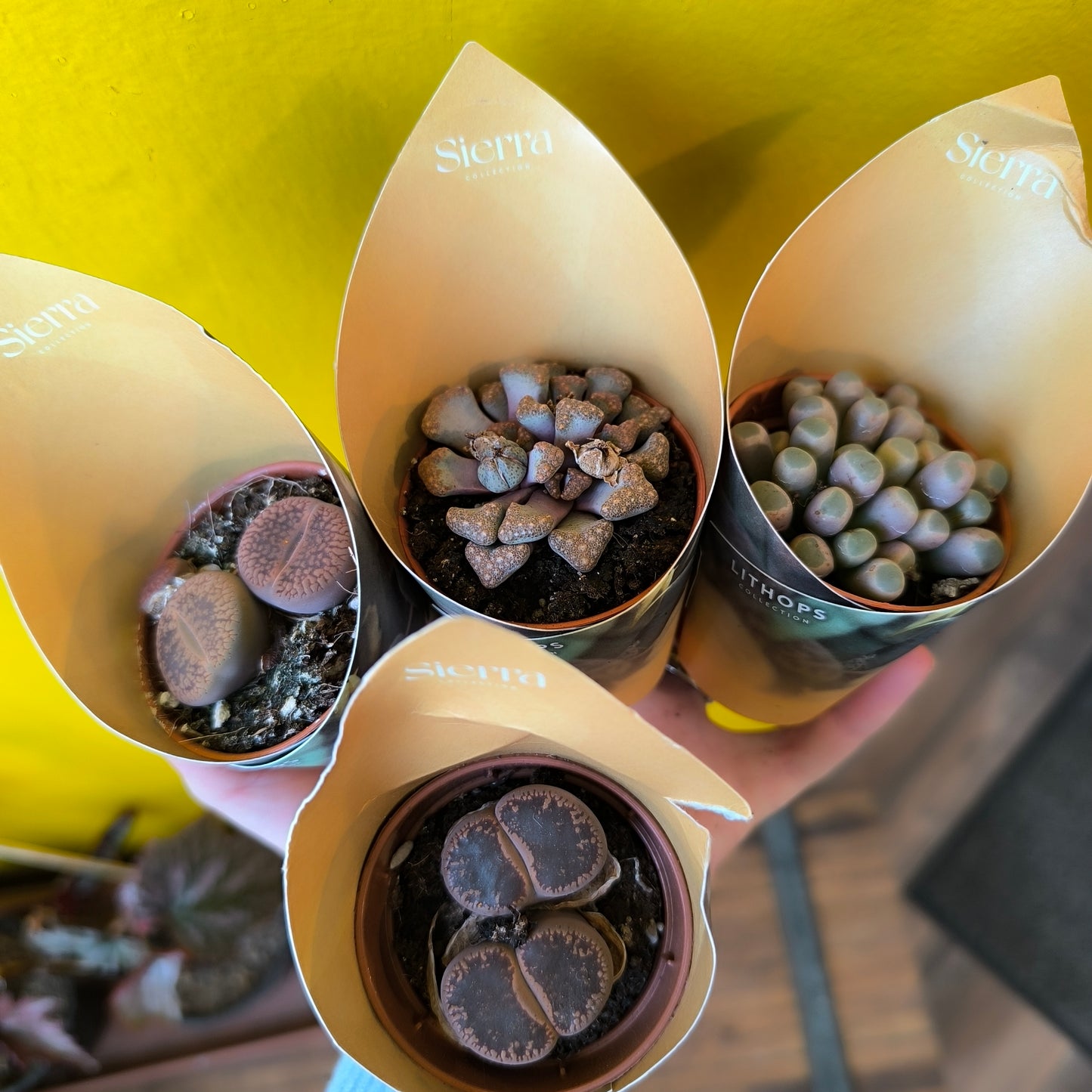 Stone Plants - Mini