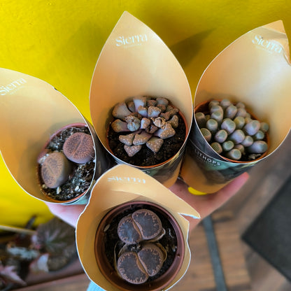 Stone Plants - Mini