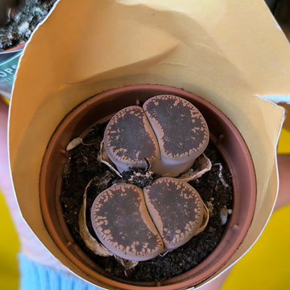 Stone Plants - Mini