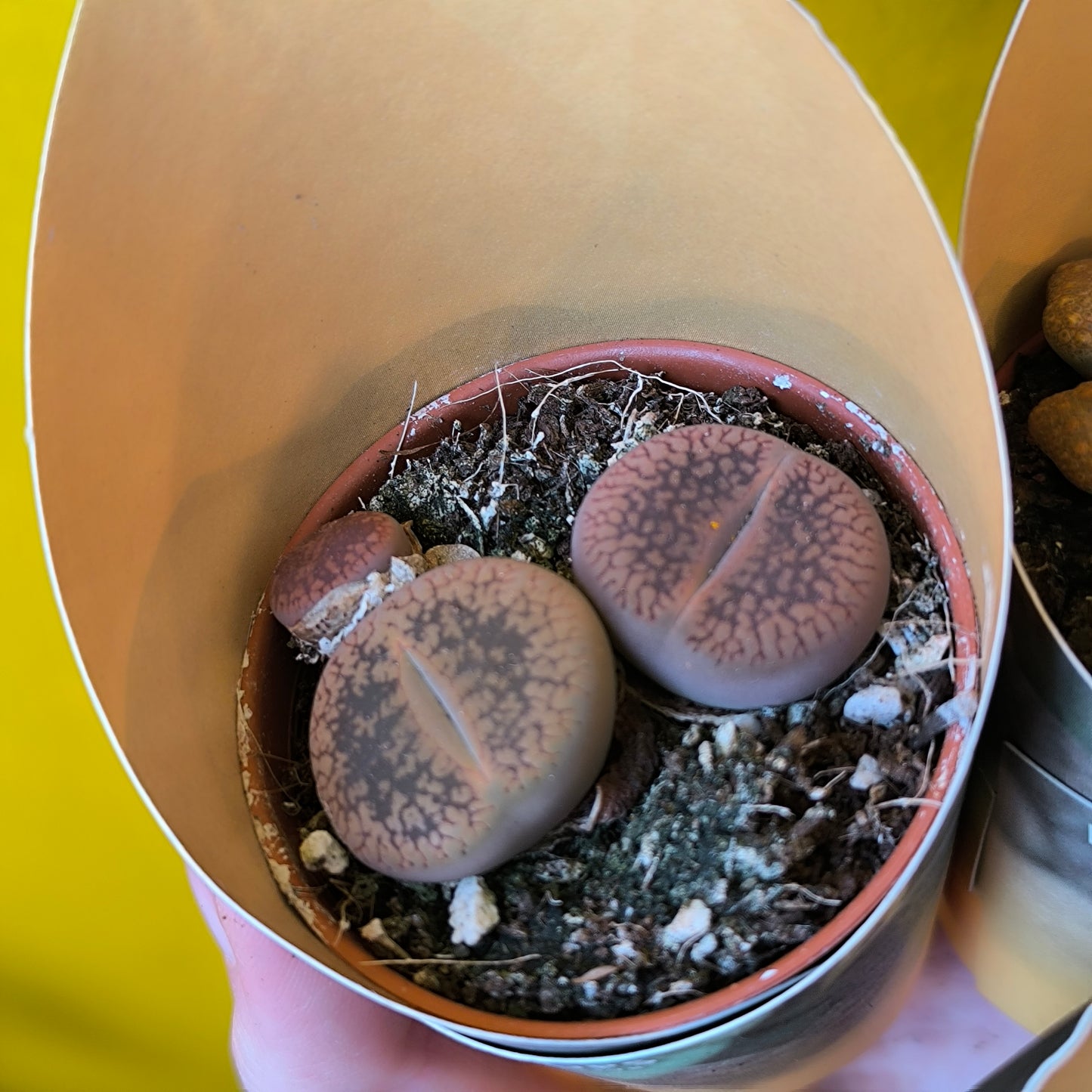 Stone Plants - Mini
