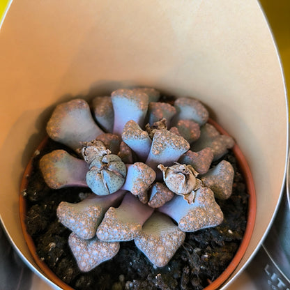 Stone Plants - Mini