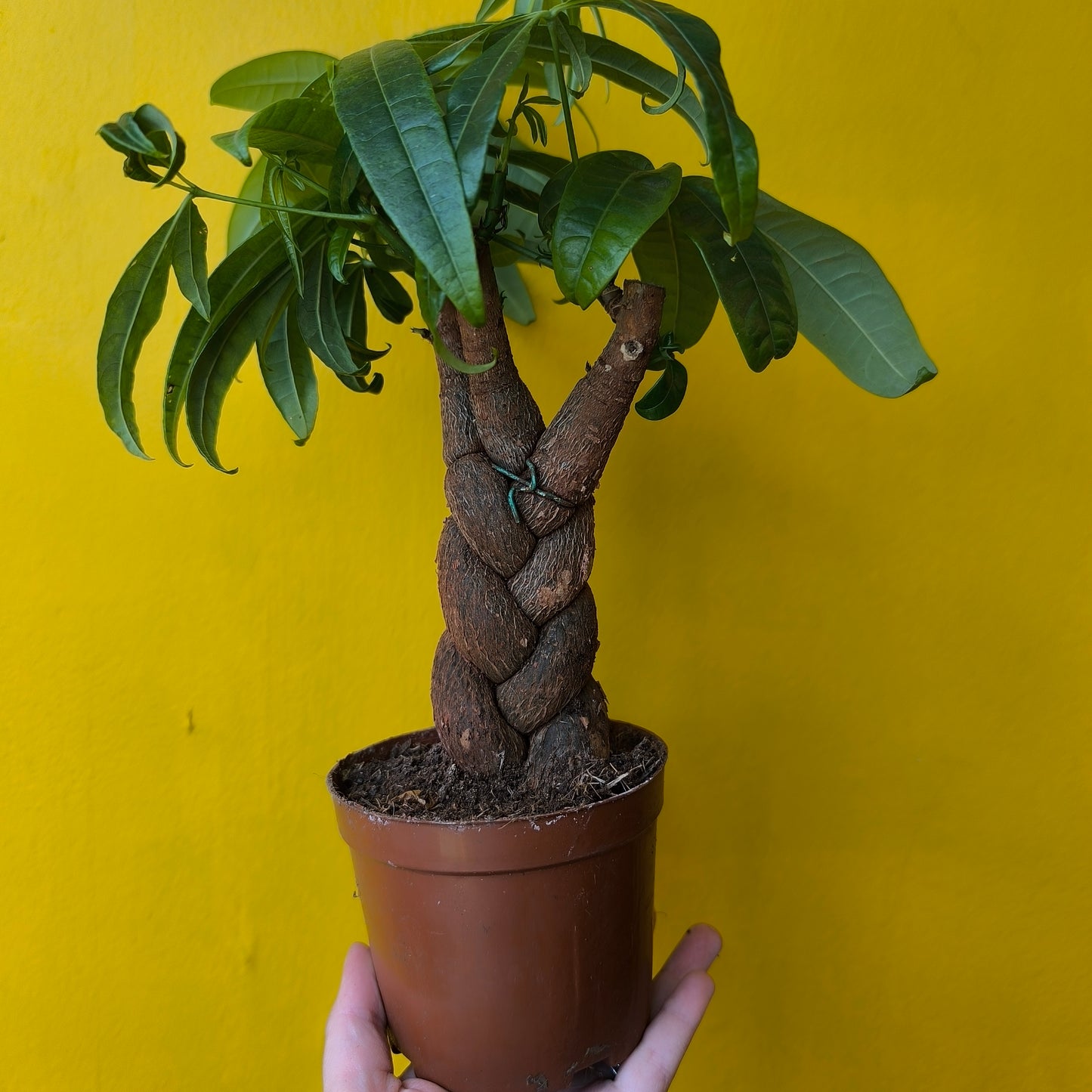 Pachira aquatica (Money Plant) - Medium