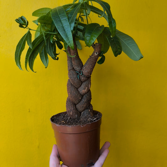 Pachira aquatica (Money Plant) - Medium