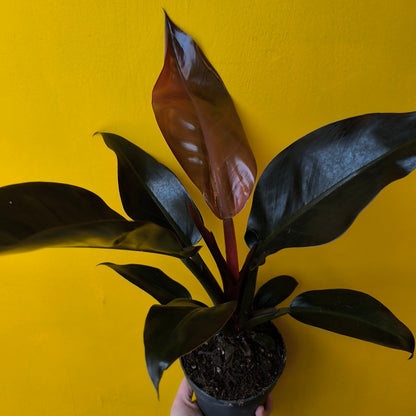 Philodendron 'Imperial Red' - Medium