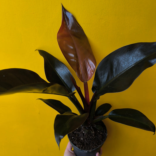 Philodendron 'Imperial Red' - Medium