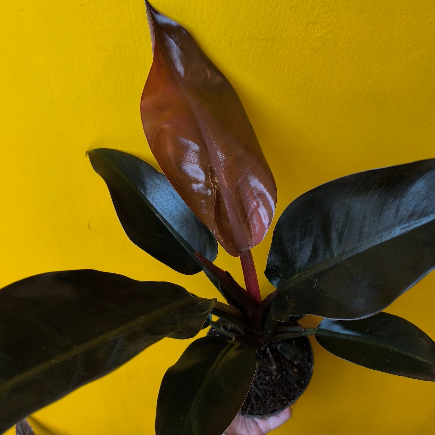 Philodendron 'Imperial Red' - Medium