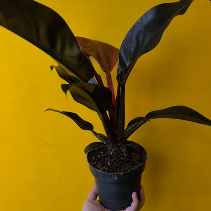 Philodendron 'Imperial Red' - Medium