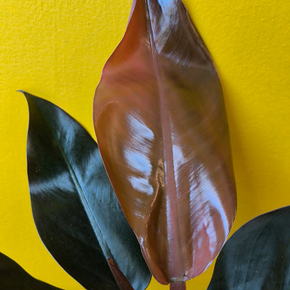 Philodendron 'Imperial Red' - Medium