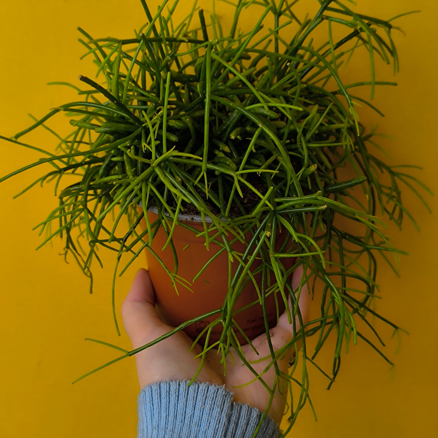 Mistletoe Cactus 'Oasis' - Medium