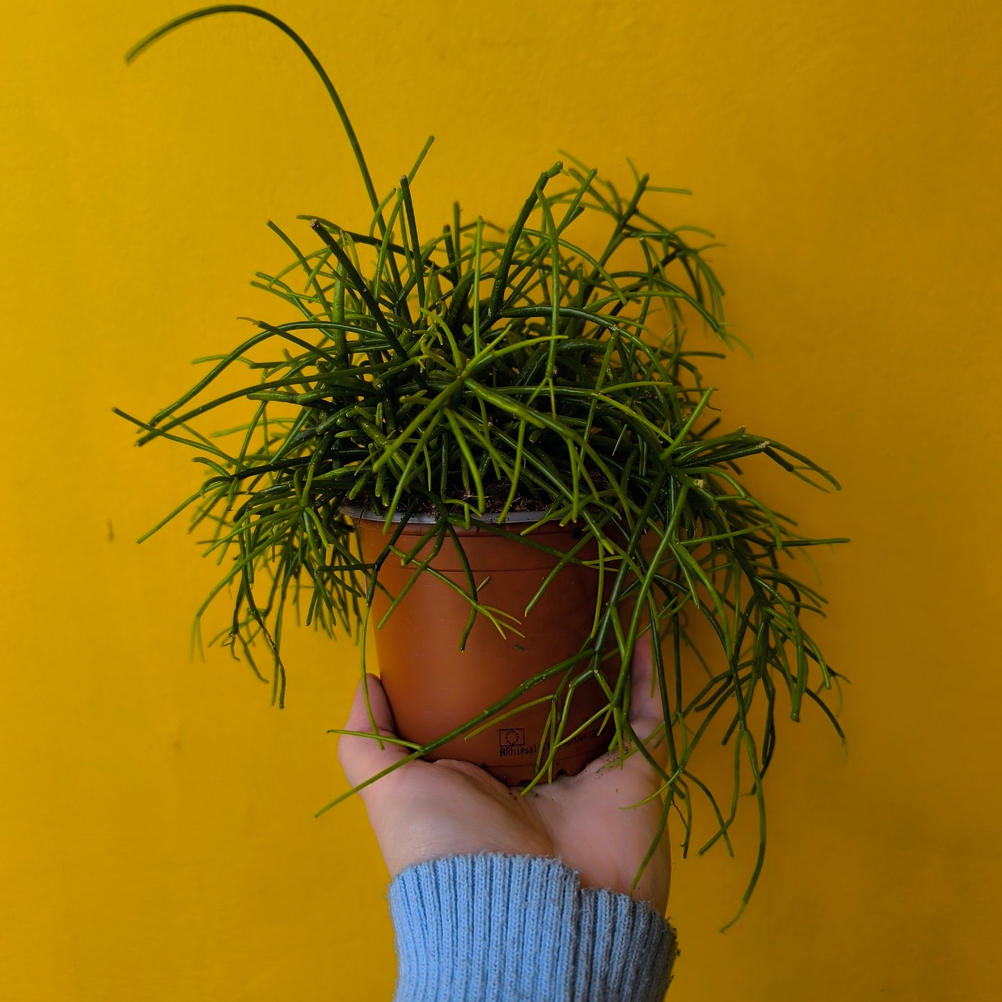 Mistletoe Cactus 'Oasis' - Medium