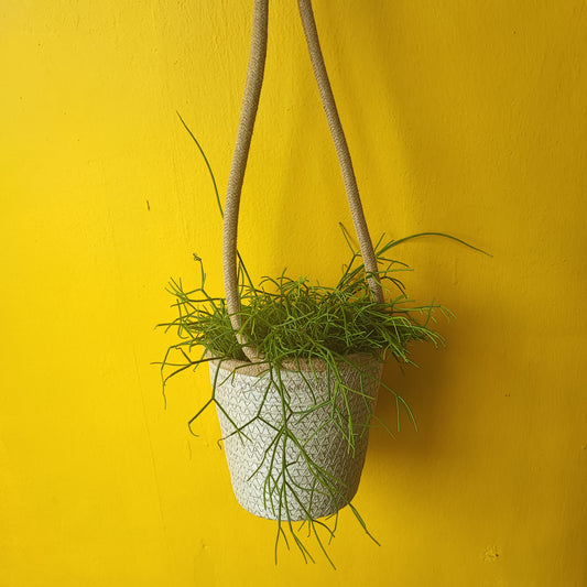 Hanging Baskets