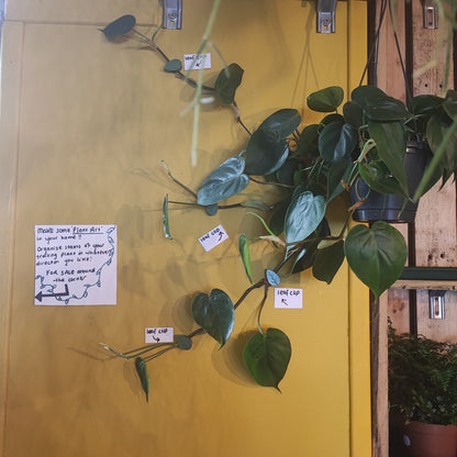 Houseplant Climbing Clips