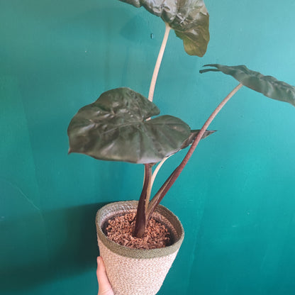 Houseplant Soil Topper