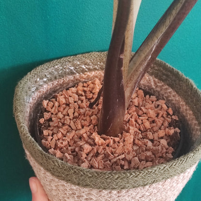 Houseplant Soil Topper