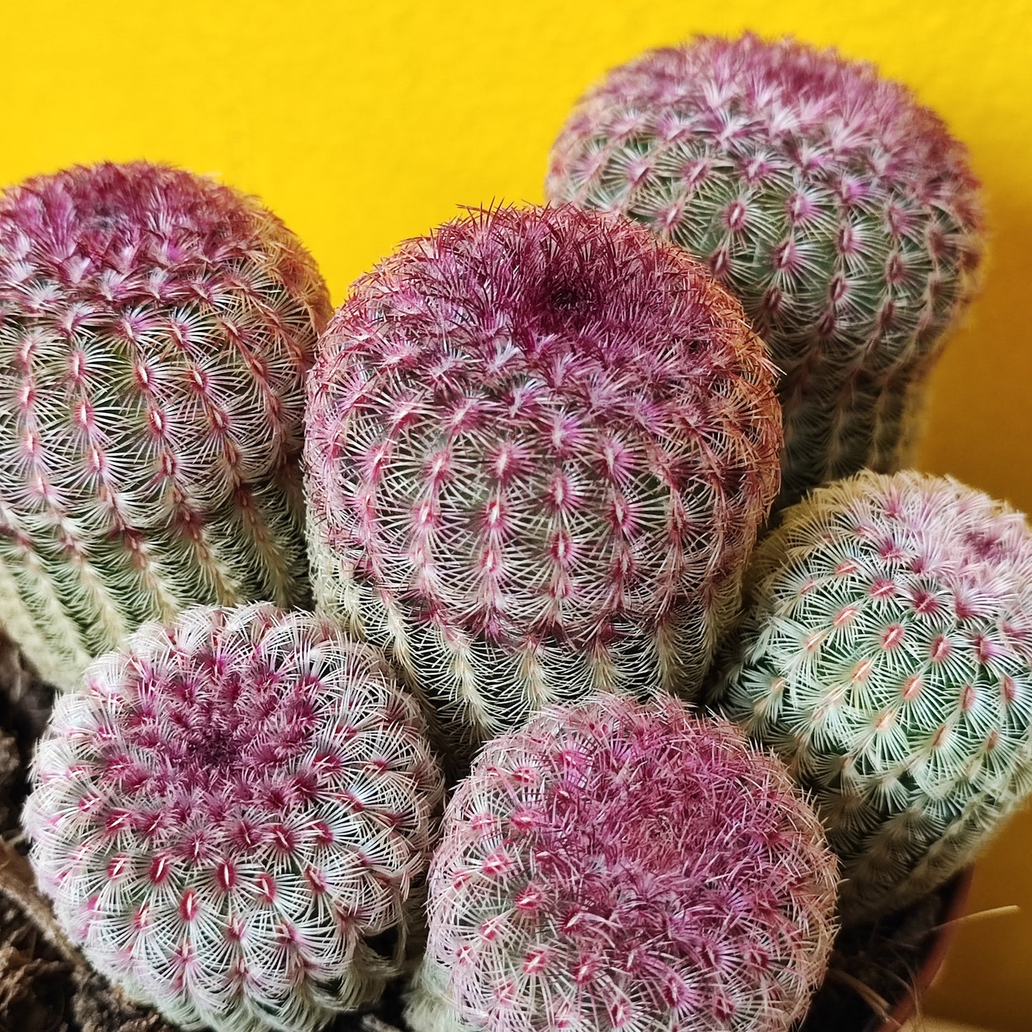 Ruby Rainbow Cactus