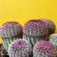 Ruby Rainbow Cactus