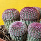Ruby Rainbow Cactus