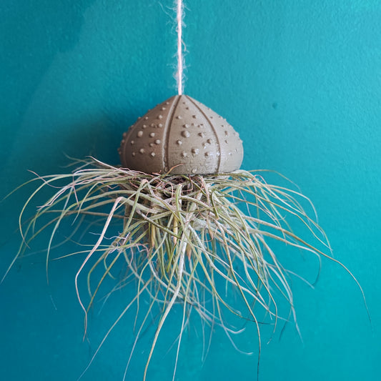 Airplants Hanging 3d Printed Shell