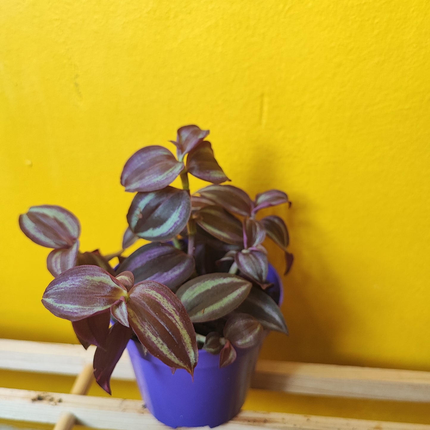Spiderwort Purple Passion