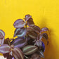 Spiderwort Purple Passion