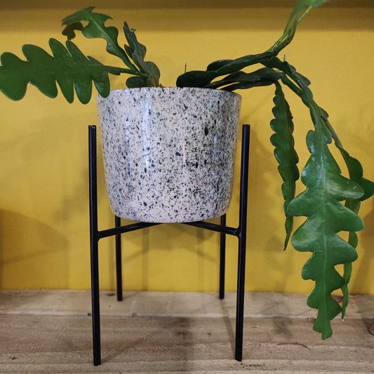 Plant Stand 12cm- Black/Gold