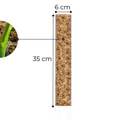 Moss Pole - Medium