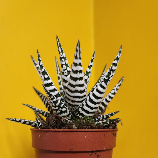 Zebra Cactus - mini